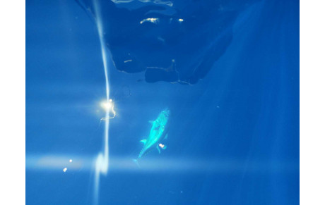 ARRETE THON ROUGE 2026